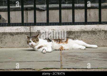 WESTMINSTER LONDON, GROSSBRITANNIEN. 15. Juli 2020. Larry, der Chef mouser in das Kabinett Büro ist lounging in der warmen Sonne außerhalb 10 Downing Street. Kredit: amer ghazzal/Alamy Live Nachrichten Stockfoto