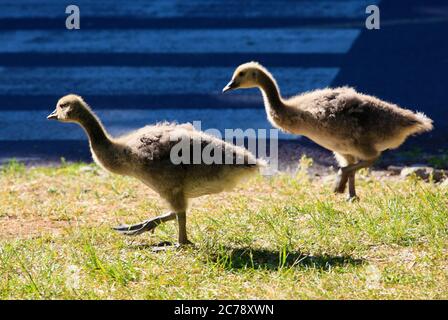 Kanada, Quebec, Montreal, Kanada Gänse, branta canadensis, Gänse, Stockfoto