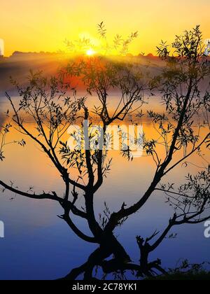 Silhouette eines einsamen Baumes, der bei Sonnenaufgang in einem Teich wächst. Dämmerung Stockfoto