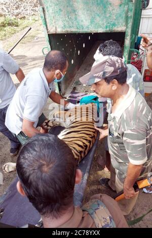 Nagaon, Assam / Indien -Juli 15 2020: Ein 2 Jahre alter Königlicher bengalischer Tiger, der von der Assam Forest Department gerettet wurde, nachdem er das Junge, das in einem Haus in der Nähe des Dorfes Kothori unter dem Kaziranga Nationalpark Gebiet im Nagaon Bezirk von Assam am am Schutz hatte, beschützt hatte. Aufgrund der schweren Überschwemmung im Nationalpark suchte das Junge nach einem sicheren Unterschlupf und betrat den menschlichen Bewohner. Kredit: DIGANTA TALUKDAR/Alamy Live Nachrichten Stockfoto