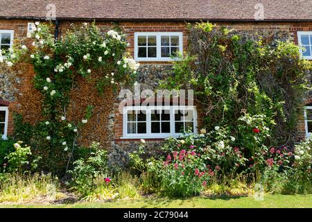 Englisches Landhaus und Hüttengarten mit Kletterpflanzen an den Wänden im Sommer; Dalham Village, Dalham Suffolk England Stockfoto