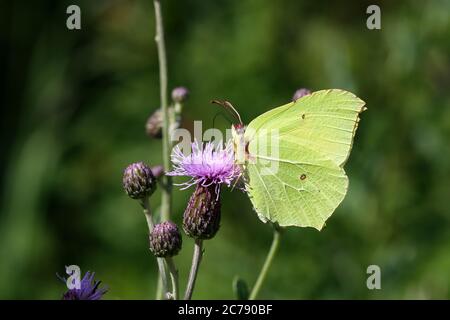 Gonepteryx rhamni - Ommon Schwefel Butterflysitzend auf einer Blume. Stockfoto