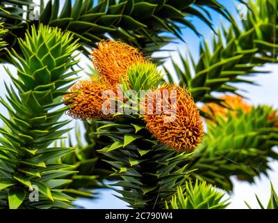 Affe Puzzle Baum Araucaria araucana ist ein beliebter Gartenbaum ist es zweihäusig mit Bäumen entweder männlich oder weiblich die braunen Zapfen auf diesem Baum sho Stockfoto