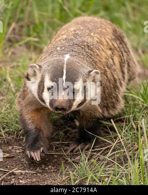 Dachs geht Stockfoto