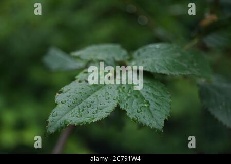 Regen fällt auf Rosenblätter in einem Sommergarten Stockfoto