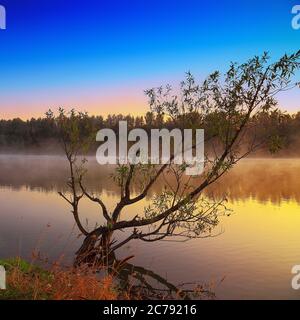 Einsamer Baum, der bei Sonnenaufgang in einem Teich wächst. Nebel über Wasser Stockfoto