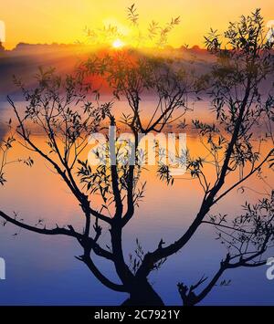 Silhouette eines einsamen Baumes, der bei Sonnenaufgang in einem Teich wächst. Dämmerung Stockfoto