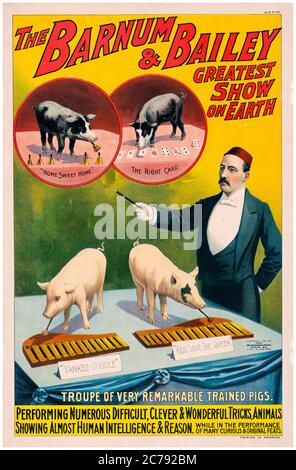 The Barnum & Bailey, Greatest Show on Earth, Truppe sehr bemerkenswerter trainierter Schweine, Zirkusposter, 1890-1900 Stockfoto