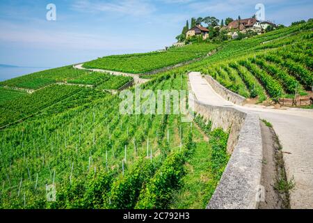 Grüne Reben und kleiner Wanderweg mitten in den Weinbergen von Lavaux in der Waadtländer Schweiz Stockfoto