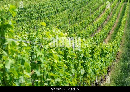 Reihen von grünen Weinreben auf abfallendem Boden in Lavaux Vineyards Waadt Schweiz Stockfoto