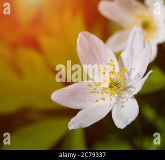 Anemone sylvestris. Erste Frühlingsblumen. Nahaufnahme Stockfoto