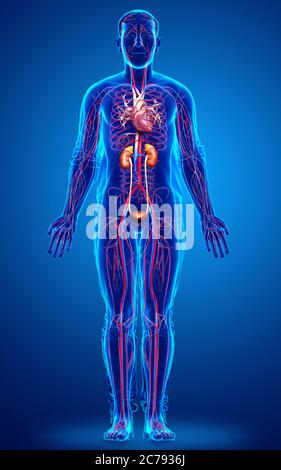 3d gerendert, medizinisch genaue Darstellung der Nieren und des Kreislaufsystems Stockfoto