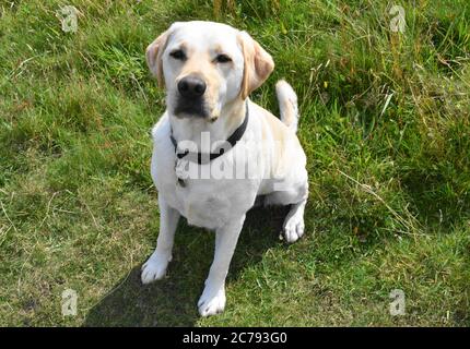 Gelber labrador sitzt geduldig auf Gras, wartet auf Anweisungen. Während des Trainings. Stockfoto