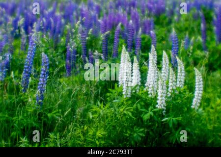 Weichzeichnen. Blühender weißer Lupine Bush vor blauem Lupine Hintergrund auf einer grünen Wiese. Natürlicher Hintergrund. Stockfoto