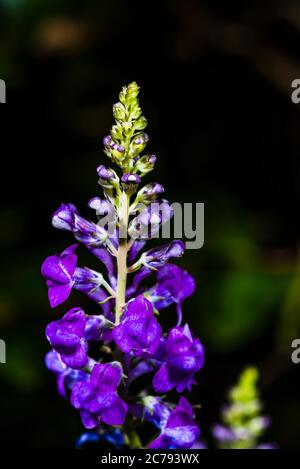 Nahaufnahme einer violetten Linaria purpurea 'Canon ging' Blume vor grünem Hintergrund Stockfoto