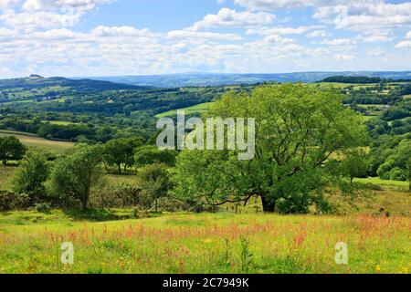 Landschaft in Towy Tal Llandeilo Carmarthenshire Wales Stockfoto
