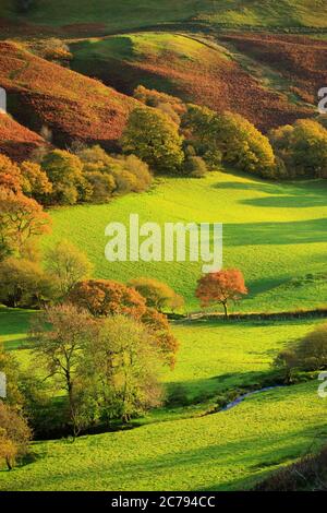 Herbst in einer ländlichen Gegend Tywi Tal Carmarthenshire Wales Stockfoto