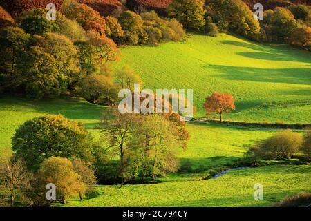 Herbst in einer ländlichen Gegend Tywi Tal Carmarthenshire Wales Stockfoto