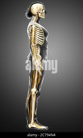 3d-Darstellung medizinisch akkurate Darstellung eines weiblichen Nervensystems und Skelettsystem Stockfoto