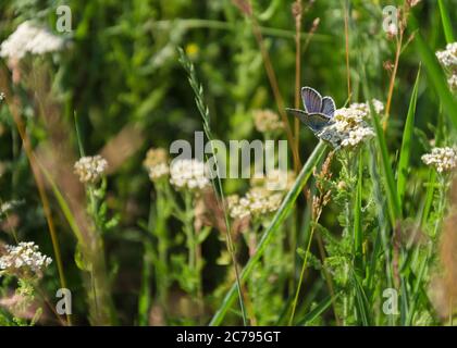 Schmetterling auf einer Schafgarbe Pflanze sitzen Stockfoto