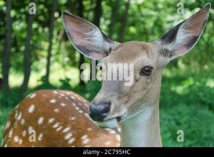 Hirsch im Park 23 Stockfoto
