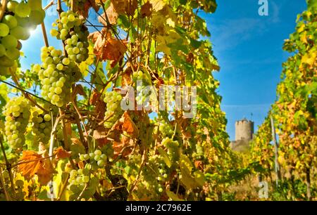 Riesling Reben ELSASS reife Riesllng Trauben bereit für die Ernte in Schlossberg Grand Cru Weinberg Kaysersberg Schloss im Hintergrund Elsass Frankreich Stockfoto