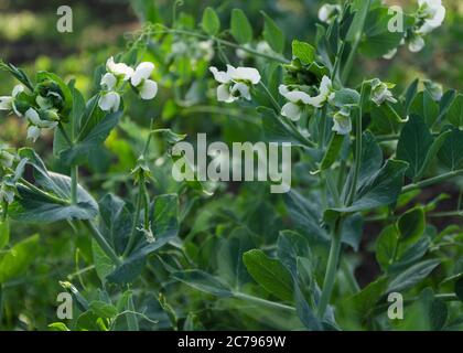 Junge Erbsenpflanze mit Blumen und Hülsen 2 Stockfoto