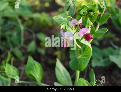 Junge Erbsenpflanze mit Blumen und Hülsen 3 Stockfoto