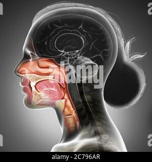 3d gerendert, medizinisch genaue Darstellung der weiblichen Luftröhre und Speiseröhre Anatomie Stockfoto