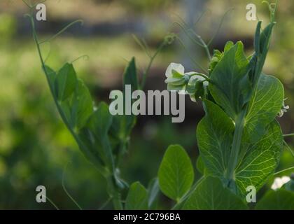 Junge Erbsenpflanze mit Blumen und Hülsen Stockfoto