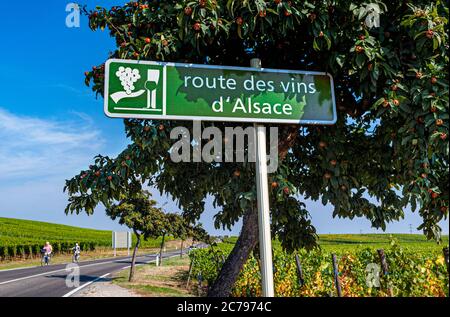 Route des Vins d'Alsace Straßenschild WEINSTRASSE in Weinbergen in der Nähe von Riquewihr Touristen Radfahrer Touren Weinberge Riquewihr Haut-Rhin Elsass Frankreich Stockfoto