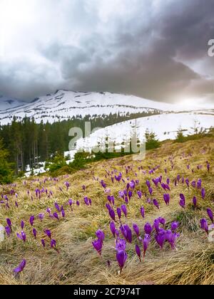 Blüte der Krokusse im Frühling in den Bergen. Lila Krokus auf einem Hintergrund verschneite Bergkette Stockfoto