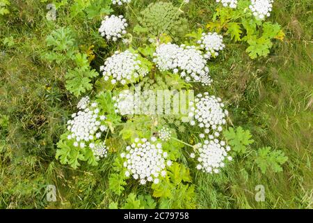 Luftaufnahme von Heracleum Pflanzen, die in einem Feld auf dem Land wachsen Stockfoto