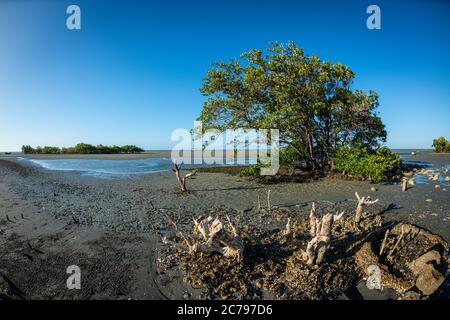 Typischer Mangrovenbaum bei Ebbe in Praia de Requenguela, Icapui, Ceara, Brasilien Stockfoto