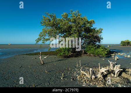 Typischer Mangrovenbaum bei Ebbe in Praia de Requenguela, Icapui, Ceara, Brasilien Stockfoto