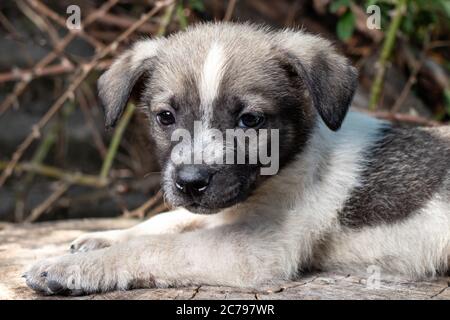 Ein kleiner Putsch sitzt auf der Straße auf einem Stumpf. Schöne niedliche Hund im Alter von 2 Monaten, Haustier. Stockfoto