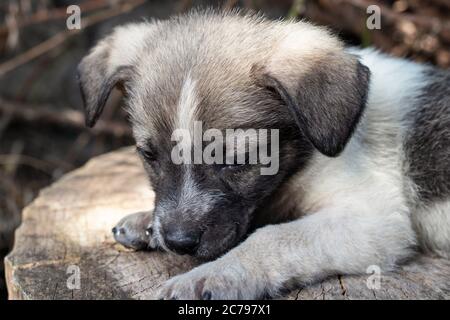 Ein kleiner Putsch sitzt auf der Straße auf einem Stumpf. Schöne niedliche Hund im Alter von 2 Monaten, Haustier. Stockfoto