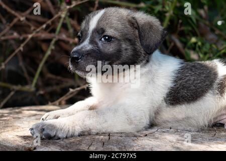 Ein kleiner Putsch sitzt auf der Straße auf einem Stumpf. Schöne niedliche Hund im Alter von 2 Monaten, Haustier. Stockfoto