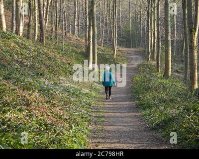 Eine Einzelfigur, die im Frühjahr einen Spaziergang durch den Wald entlang eines gut abgenutzten Pfades Unternehmen Stockfoto