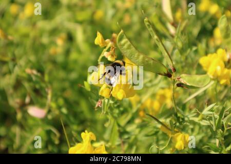 Lathyrus chloranthus aka sweet Pea und ein kleiner Freund, eine Hummel, die die Pflanzen bestäubt. Stockfoto