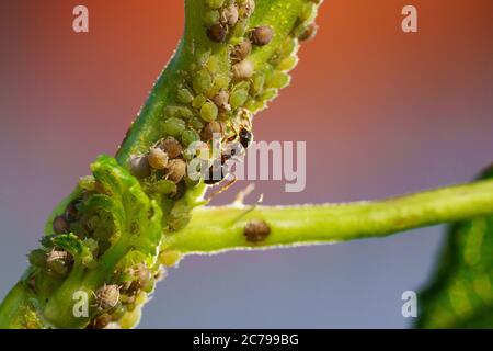 Kolonie von Blattläusen und Ameisen auf Gartenpflanzen Stockfoto