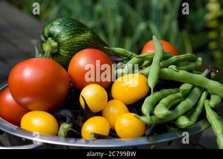 Sieb voll von einer Vielzahl von selbst angebauten Gartenprodukten von sehr guter Qualität Stockfoto