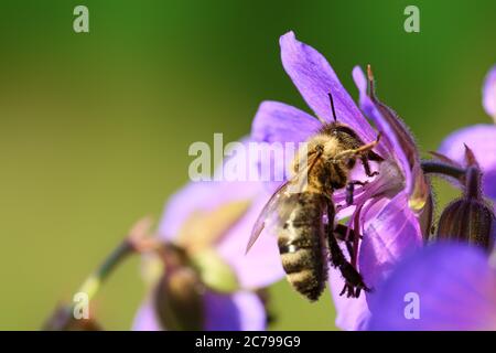 Honigbiene Pollen sammeln von Violett wildflower Stockfoto