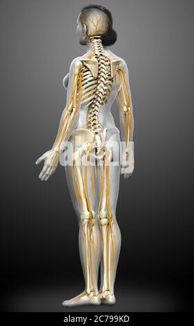 3d-Darstellung medizinisch akkurate Darstellung eines weiblichen Nervensystems und Skelettsystem Stockfoto