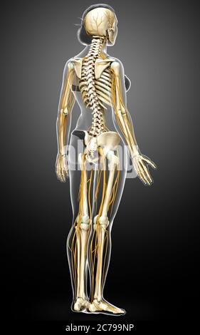 3d-Darstellung medizinisch akkurate Darstellung eines weiblichen Nervensystems und Skelettsystem Stockfoto
