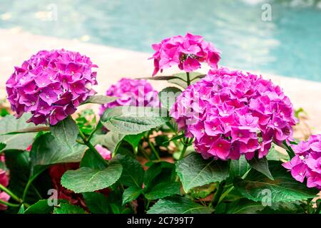 Hortensia gebräuchliche Namen Hortensia oder Hortensia Hortensia macrophylla. Lila oder rosa Hortensien Blume blüht in einem Garten. Weichfokus. Stockfoto