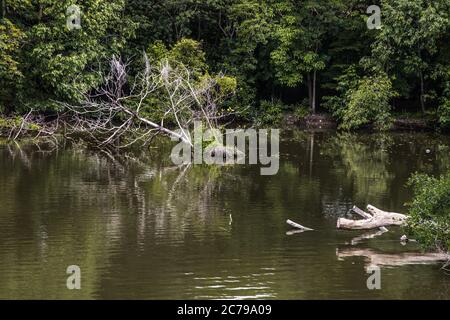 Der zerbrochene Baum entlang des Flusses, der sich in Wasser fühlte. Stockfoto