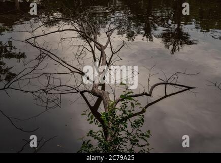 Der zerbrochene Baum entlang des Flusses, der sich in Wasser fühlte. Stockfoto