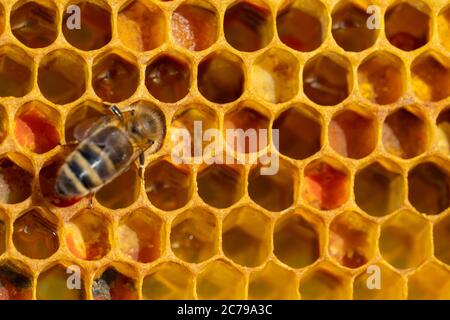 Nahaufnahme von arbeitenden Bienen auf Waben. Imkerei und Honigproduktion Bild Stockfoto