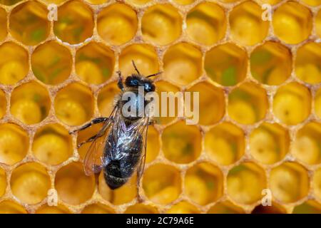 Nahaufnahme von arbeitenden Bienen auf Waben. Imkerei und Honigproduktion Bild Stockfoto